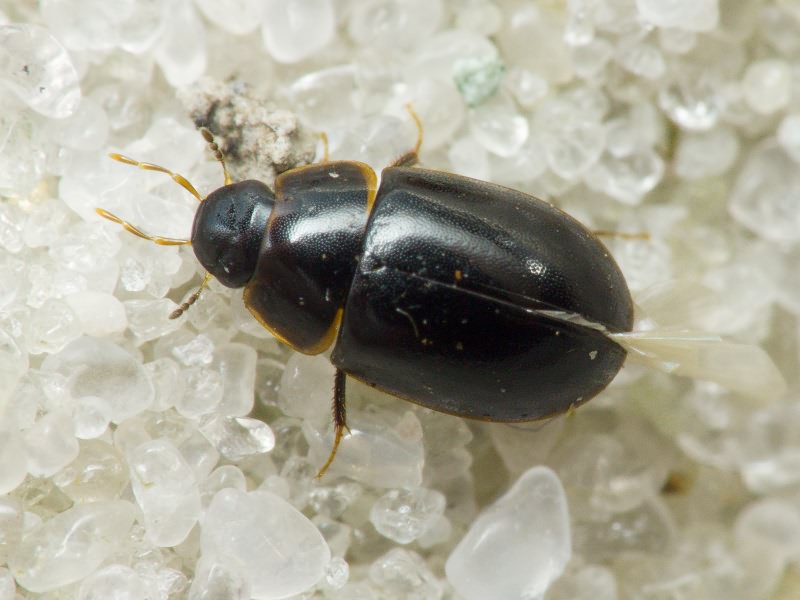 Hydrophilidae LatreiIle, 1802